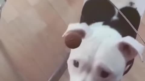 full funny dog video