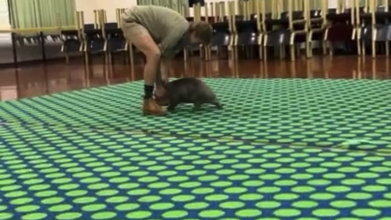 Person is playing with an orphaned bare nose wombat!