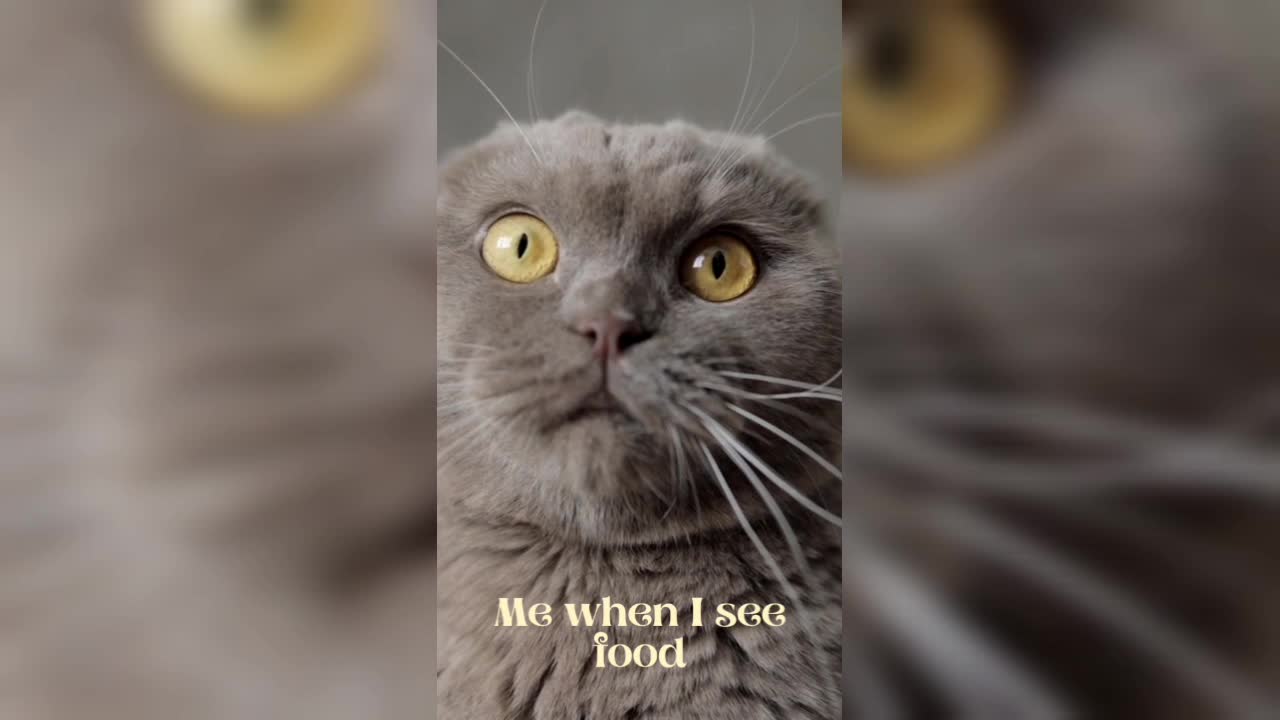 Foodie Cat