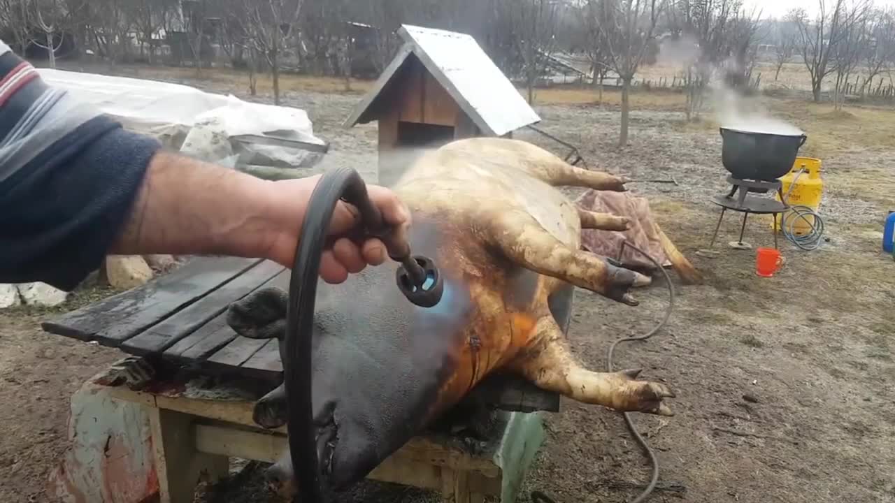 BIG PORK BUTCHER Entire Giant PIG slaughtering knife skills cut amazing knife skills