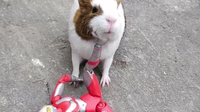 Ultraman vs Little Hamster