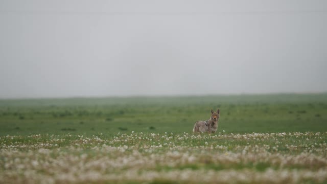 Coyote Keeping a Watchful Eye