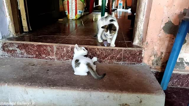 Kittens fighting, playing with each other, mother cat sitting on chair