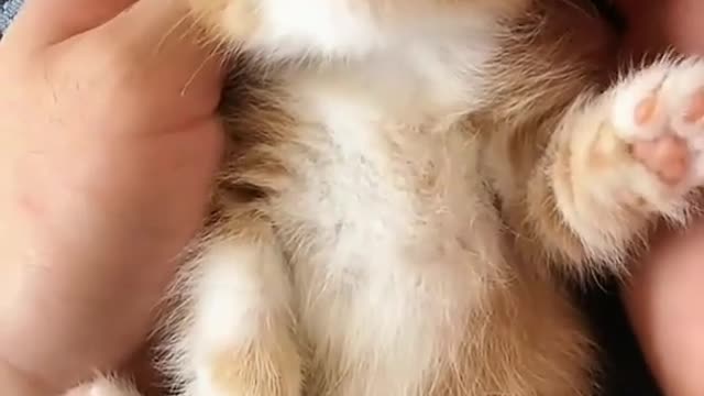 Cute baby cat compilation