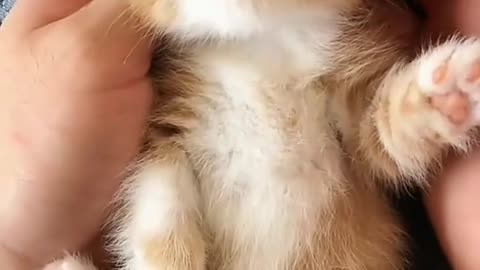 Cute baby cat compilation