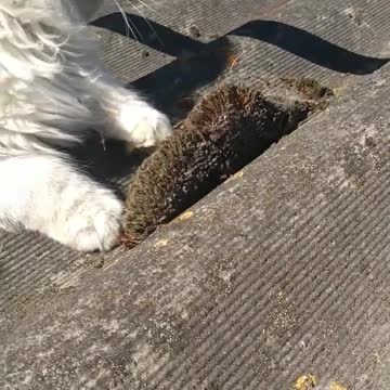 Kitten named Malvina