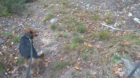 Clarabelle and Bandit