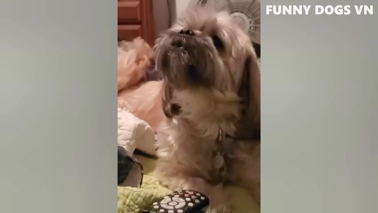 A beautiful dog with some music