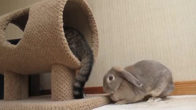 Cat Afraid of Rabbit