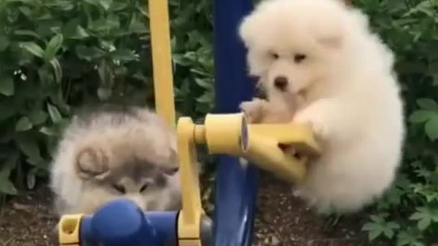 Funny Cats and Dogs 😂🐈⬛🥰😜😍🐕
