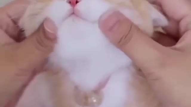 Cute cat getting torcher by owner