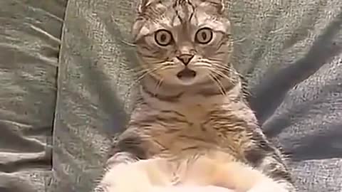 Cat (I know you're looking at me)
