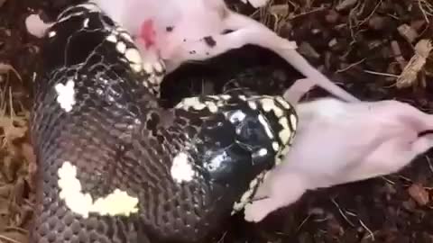 one head is better and even better than one