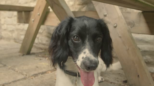 Close Up Shot of Dog Sniffing Camera