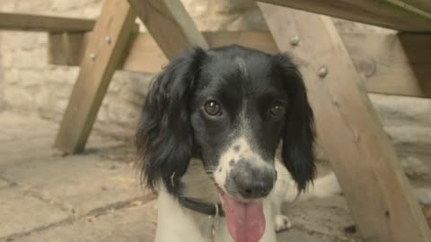 Close Up Shot of Dog Sniffing Camera