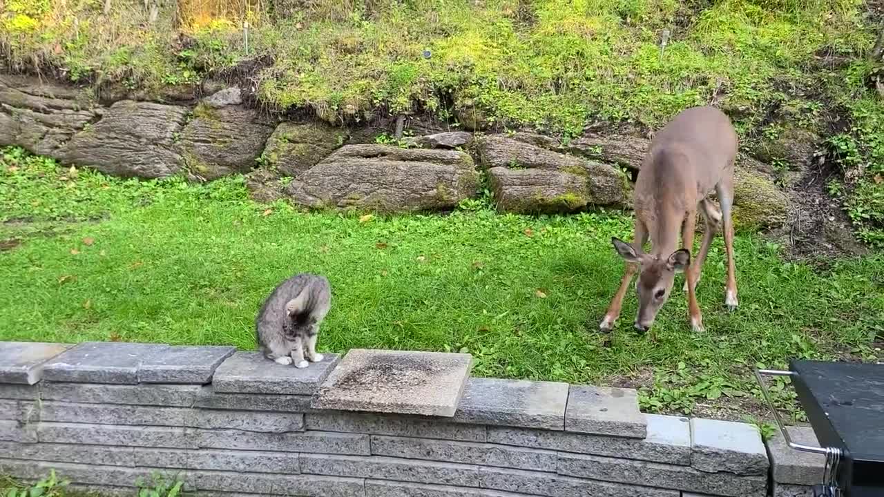 Sweet deer really wants to befriend kitty ca