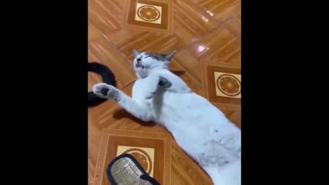 Best Funny Animals Video 2022 - Newest Cats😹 and Dogs🐶 Videos of the Week! #61