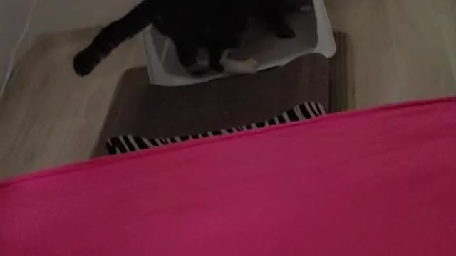 A cute cat peeing in the middle of the night.