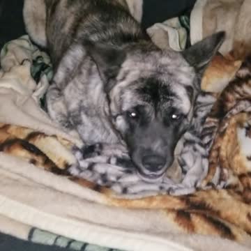 I am akita and this is my chair