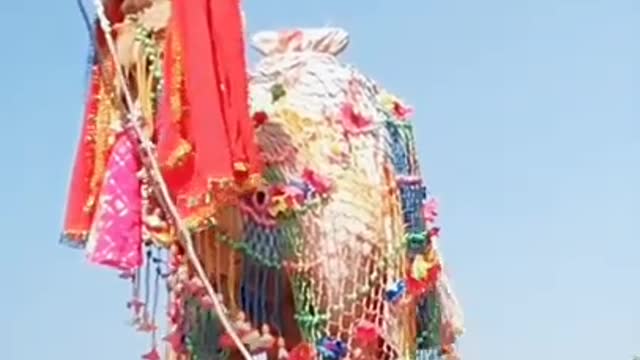 Camel dance video nagrol mela festival