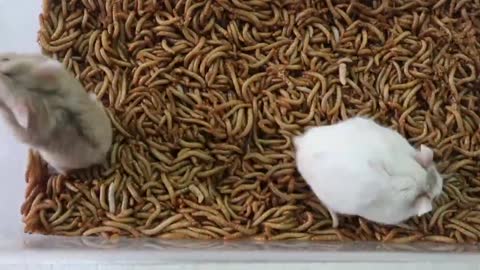 WOW Two hamster vs 10000 WORMS