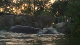 Hazel's hippo encounter