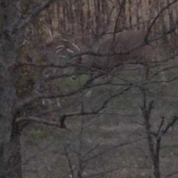 3-Way BUCK FIGHT