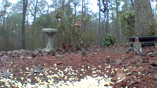 Norther Flicker pecking at camera