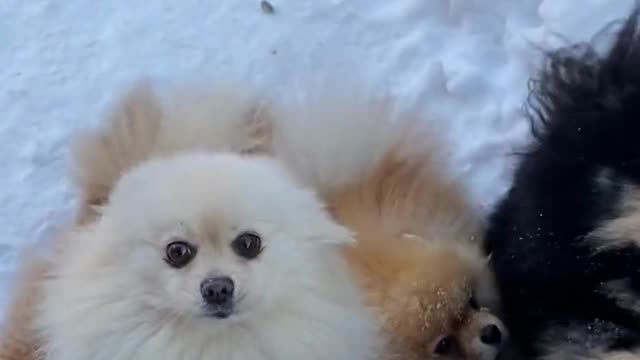 Funny dog short video clips, dog, funny dog, dogs, funny dogs, funny videos, funny, #shorts