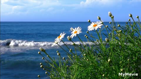 A Beautiful view of ocean🌊