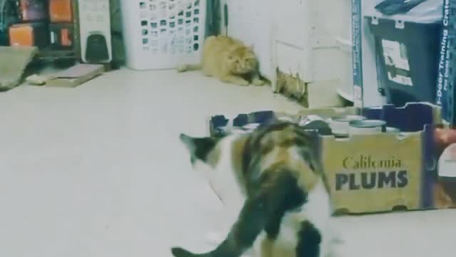 Cat Funny Video Naughty Cats