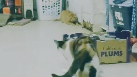 Cat Funny Video Naughty Cats