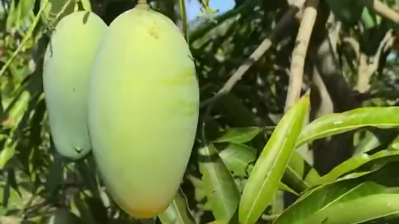 mango fruit