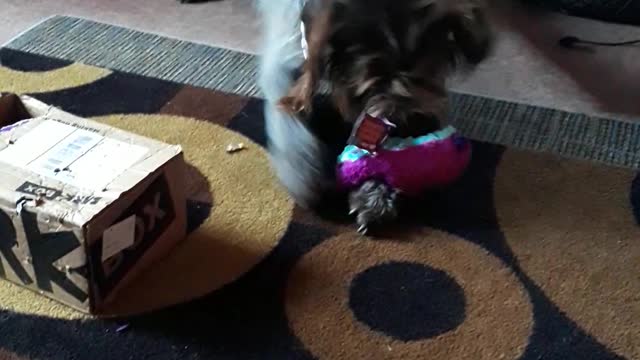 Austin first Barkbox this year #2