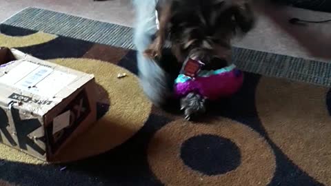 Austin first Barkbox this year #2