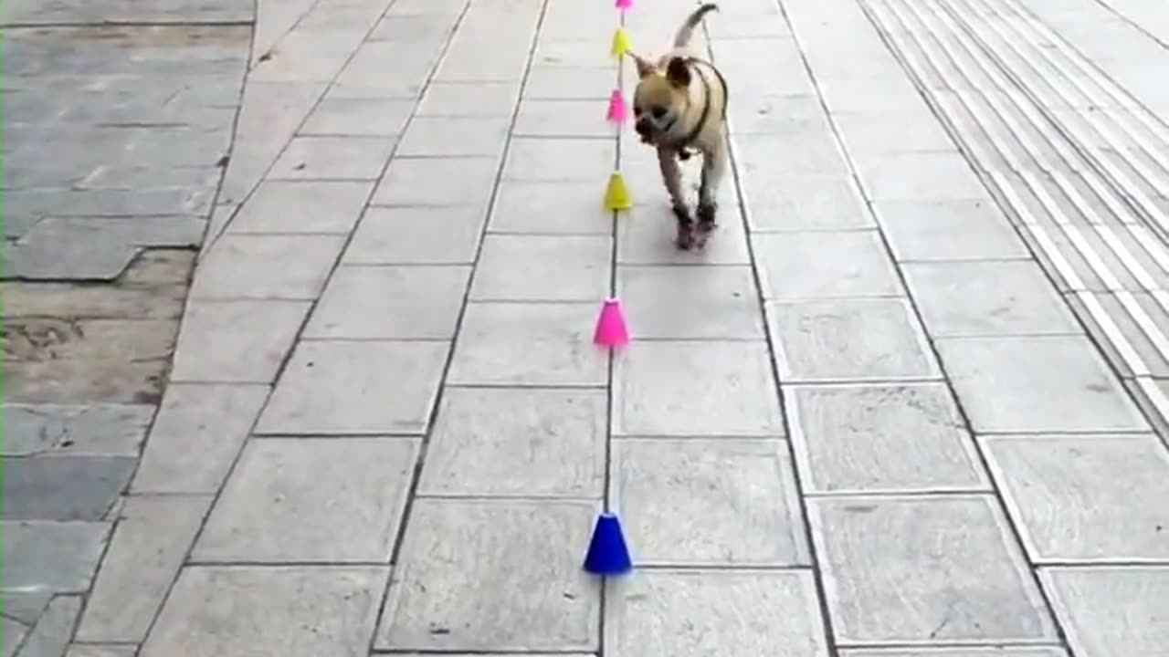 This dog can roller skate😱