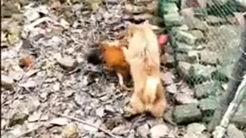 Chicken VS Dog fight funny Dog