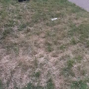 Amarah playing in the grass