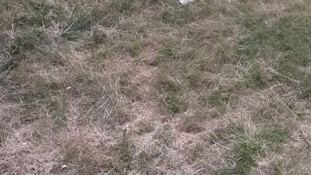Amarah playing in the grass