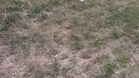 Amarah playing in the grass
