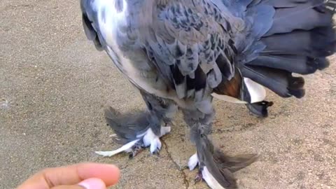 Black And White English Fantail Pigeon