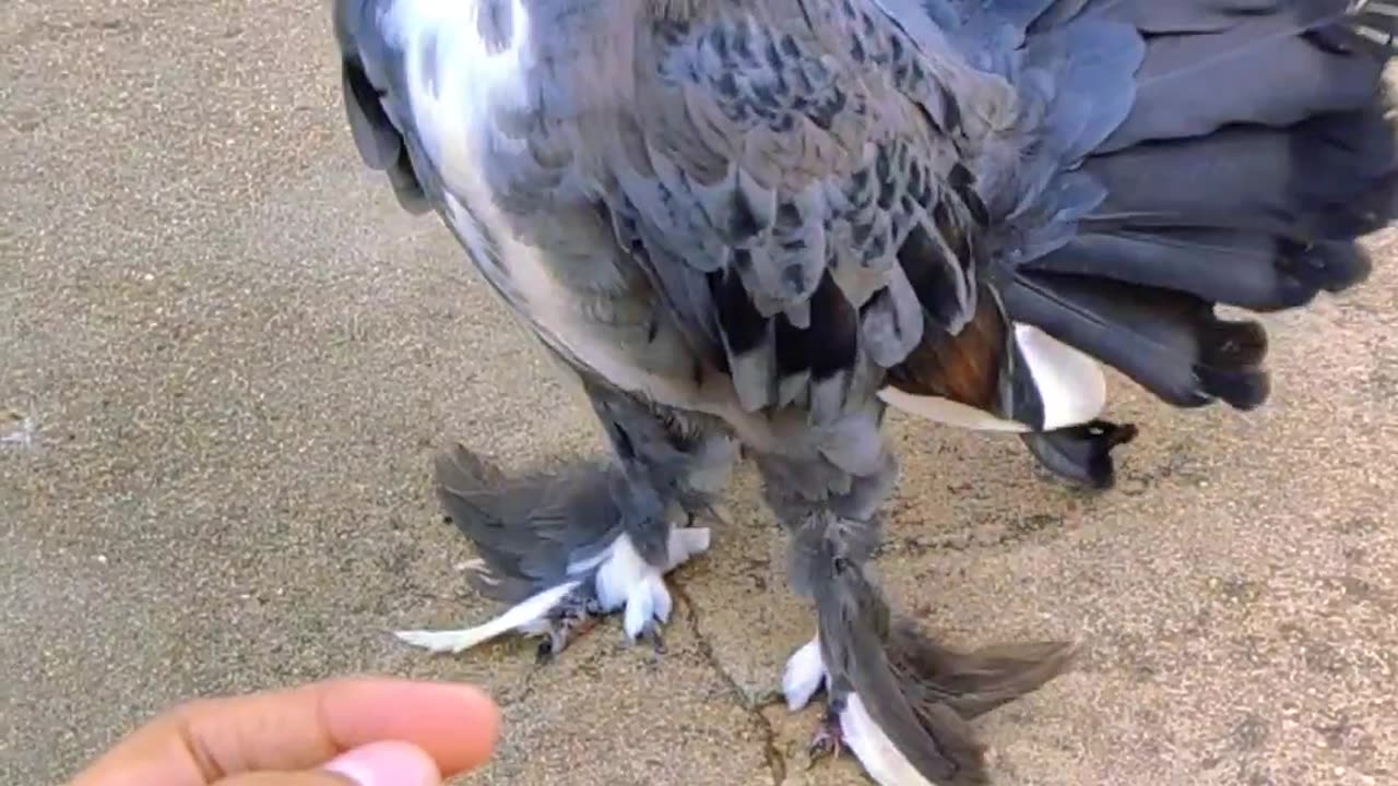 Black And White English Fantail Pigeon