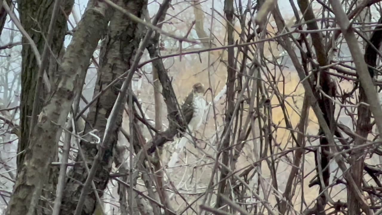 Cooper’s Hawk or juvenile Rough-Legged Hawk?