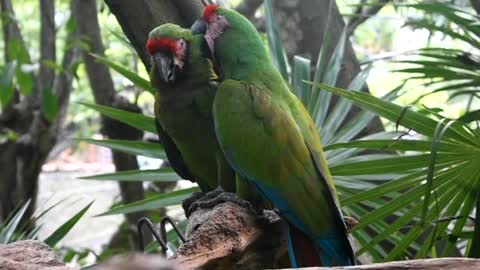 parrot love.11