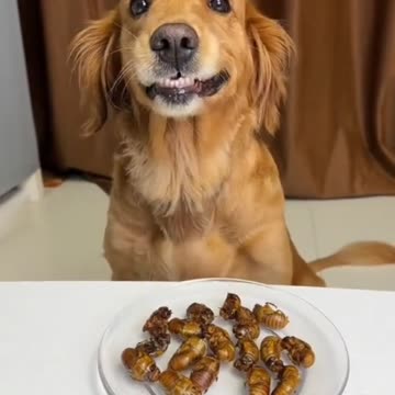 INSETTI A TAVOLA IL MIGLIOR AMICO DELL'UOMO SI È ESPRESSO...! 😄