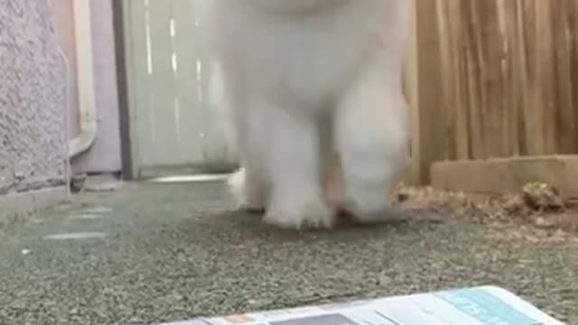 Cutest puppy moment