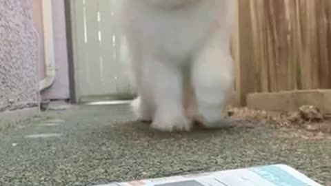 Cutest puppy moment