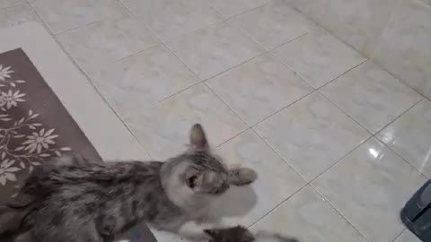Kitten Cuddles and Playtime: A Day with Mom Cat