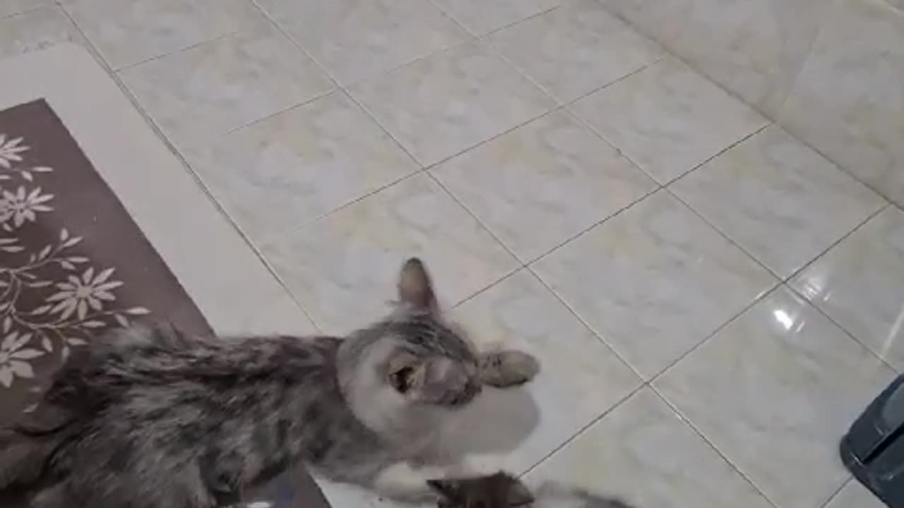 Kitten Cuddles and Playtime: A Day with Mom Cat