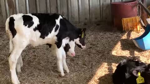 cute cow